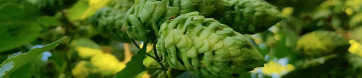 La Quince Brewery